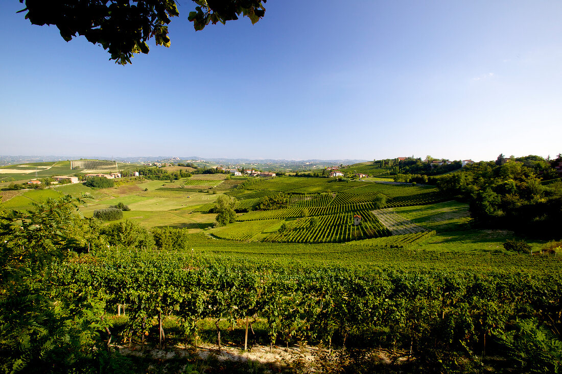 View of wine landscape in Neive, Piedmont, Italy