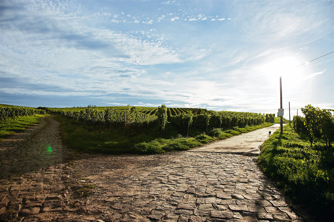 View of Wonnegau, Rheinhessen