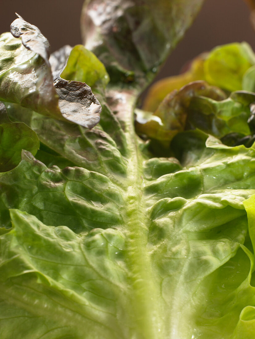 Deutsche Küche, Salatblätter, close-up