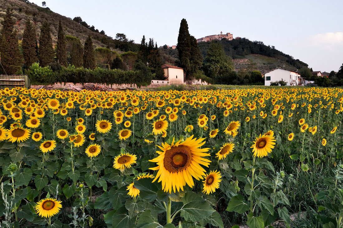 Sunflower field in Lucca at foot of Monte Serra, Italy