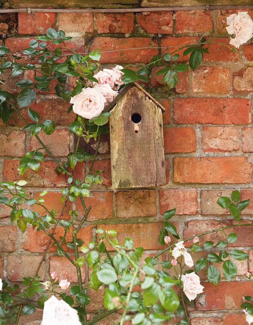 A birdhouse on a weathered brick wall with flowering climbing roses
