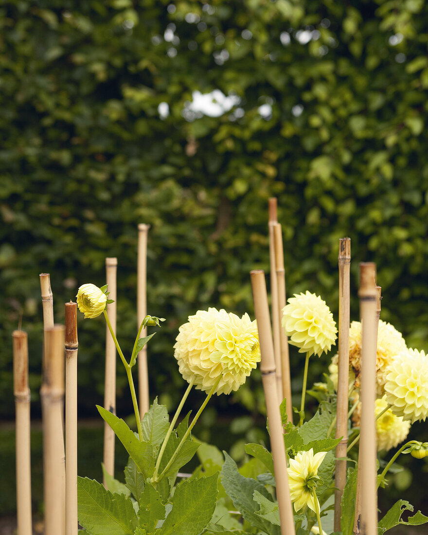 Yellow pompons dahlias supported by bamboo sticks