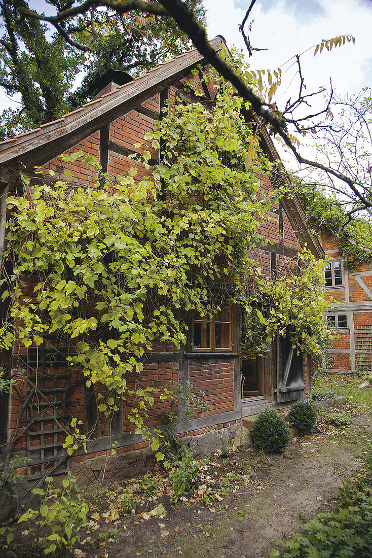 Half timbered house with vines