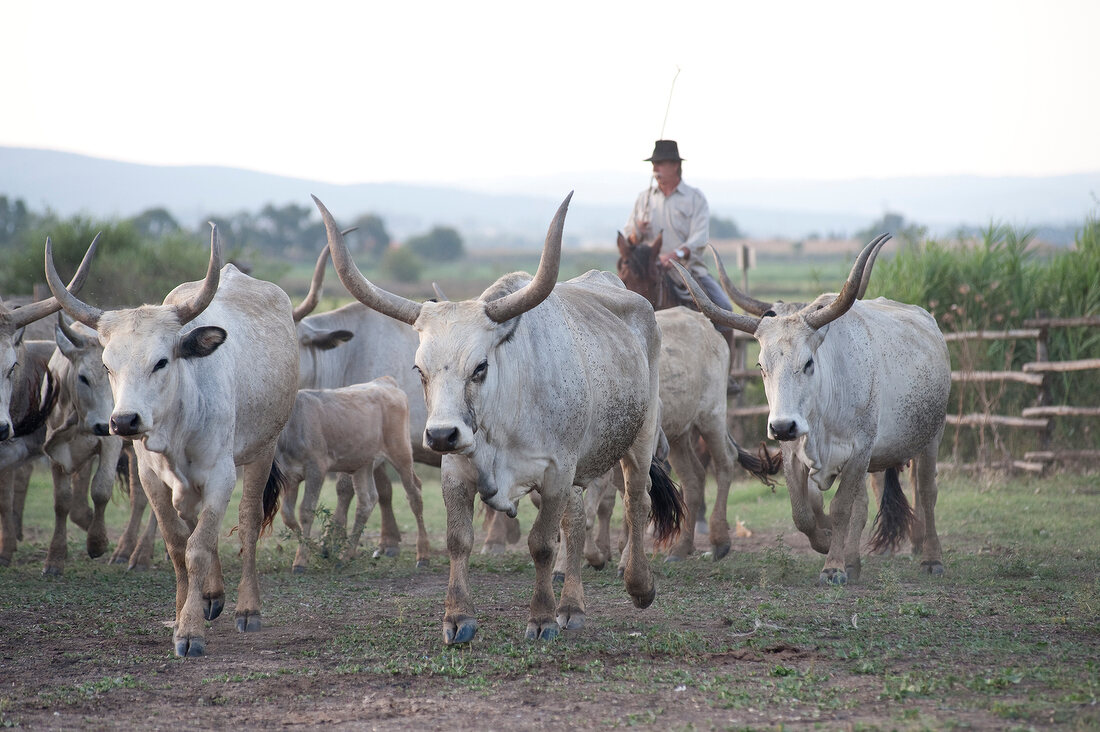 Herd of cattles with herder in meadow, Maremma, Tuscany, Italy