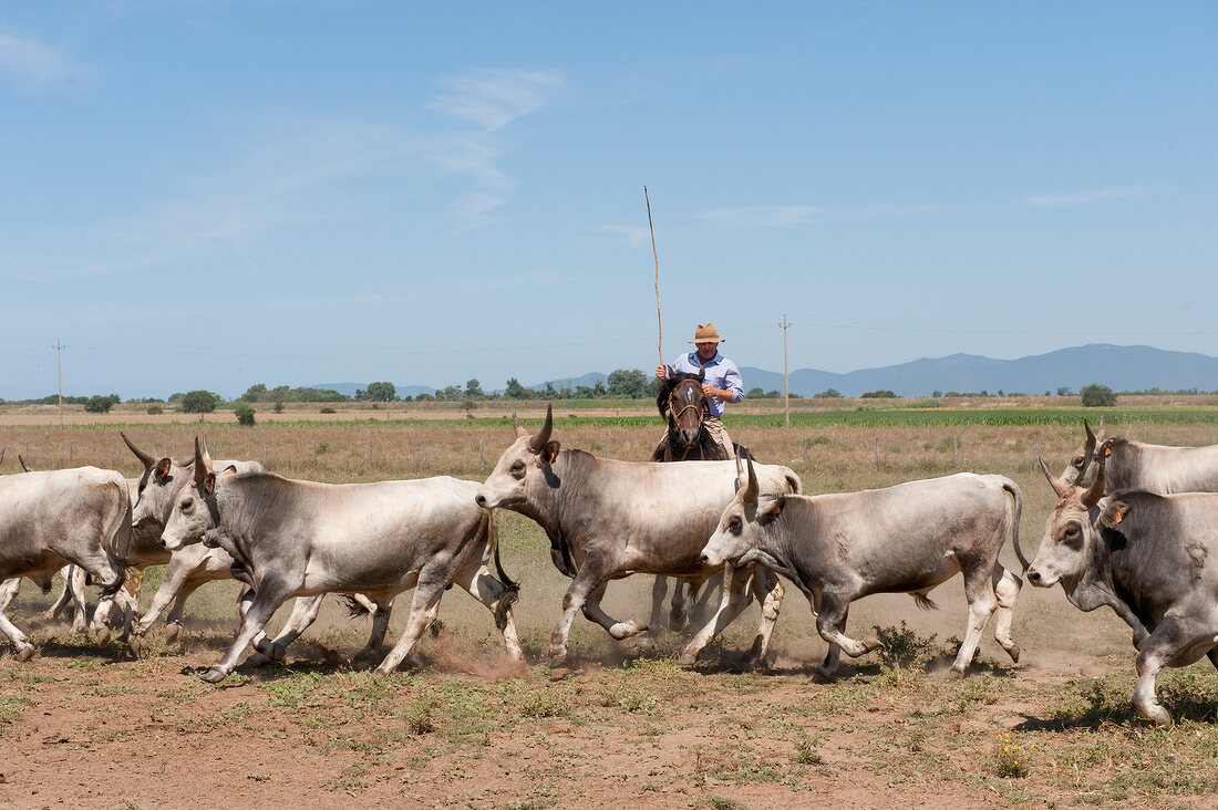 Italien, Toskana, Maremma, Rinder- herde und Hirten