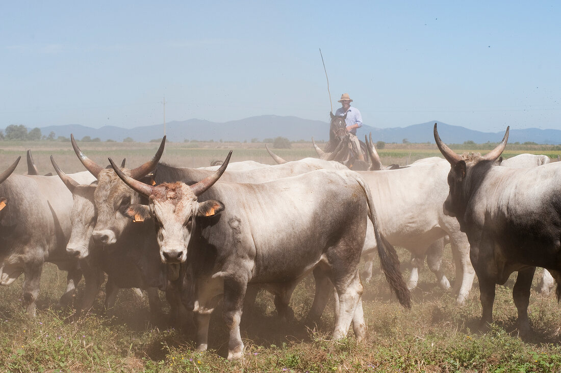 Italien, Toskana, Maremma, Rinder- herde und Hirten