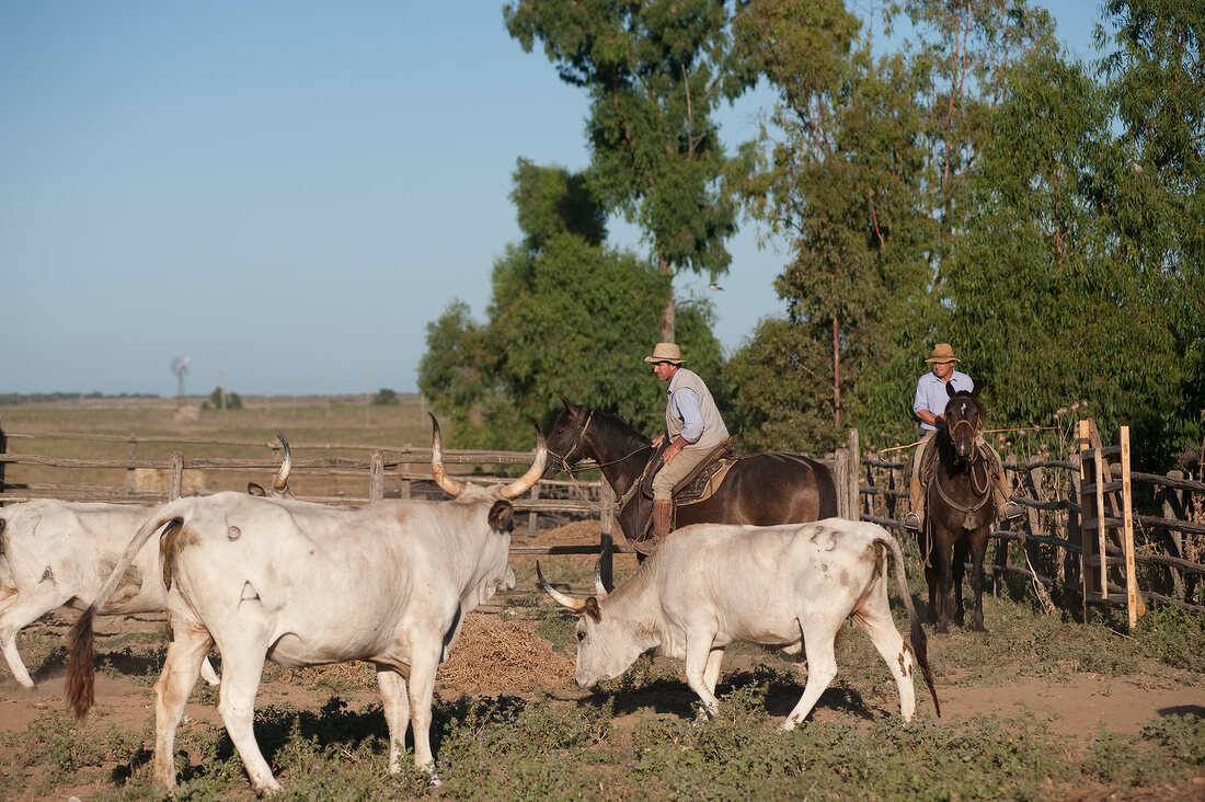 Italien, Toskana, Maremma, Rinder- herde und Hirten