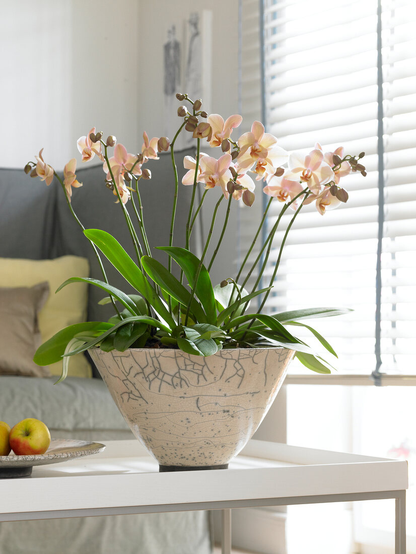 Phalaenopsis in creme bowl on table orchid
