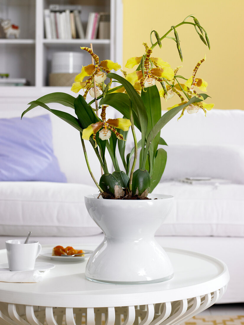 Rossioglossum rawdon jester munchner kindl orchid in white vase on table
