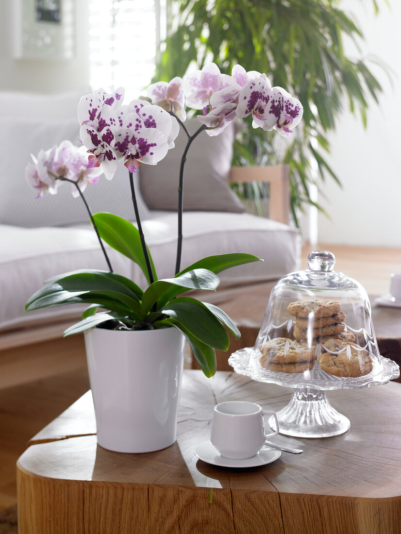 Phalaenopsis orchid in vase on coffee table with cookies by side
