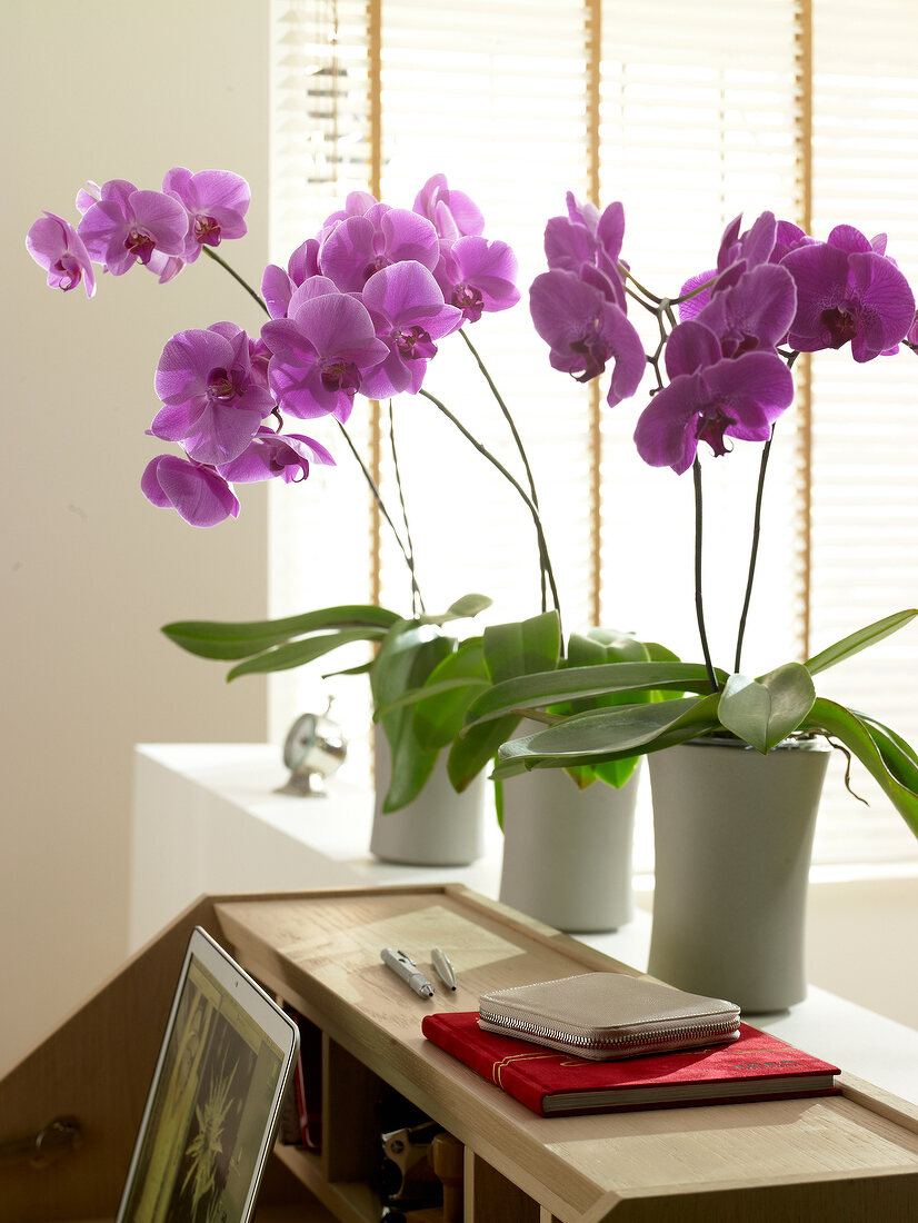 Pink orchid in white flower pots on window sill