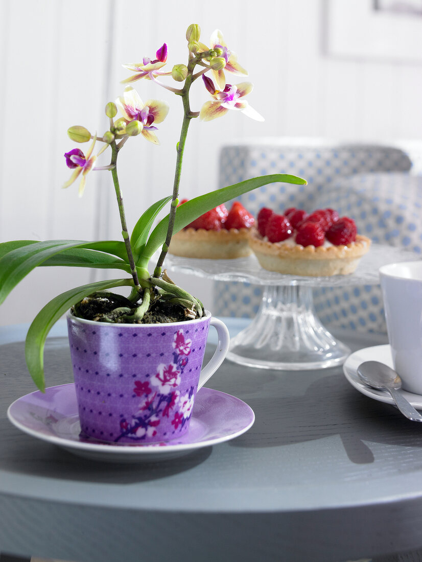 Little lady orchid in cup on grey table