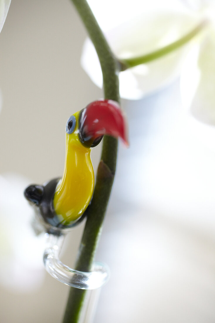 Close-up of glass Toucan bird on orchid stick