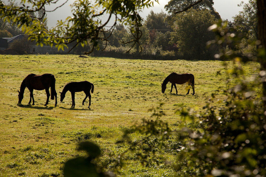 Grazing horses on pasture in Armagh, Ireland, UK