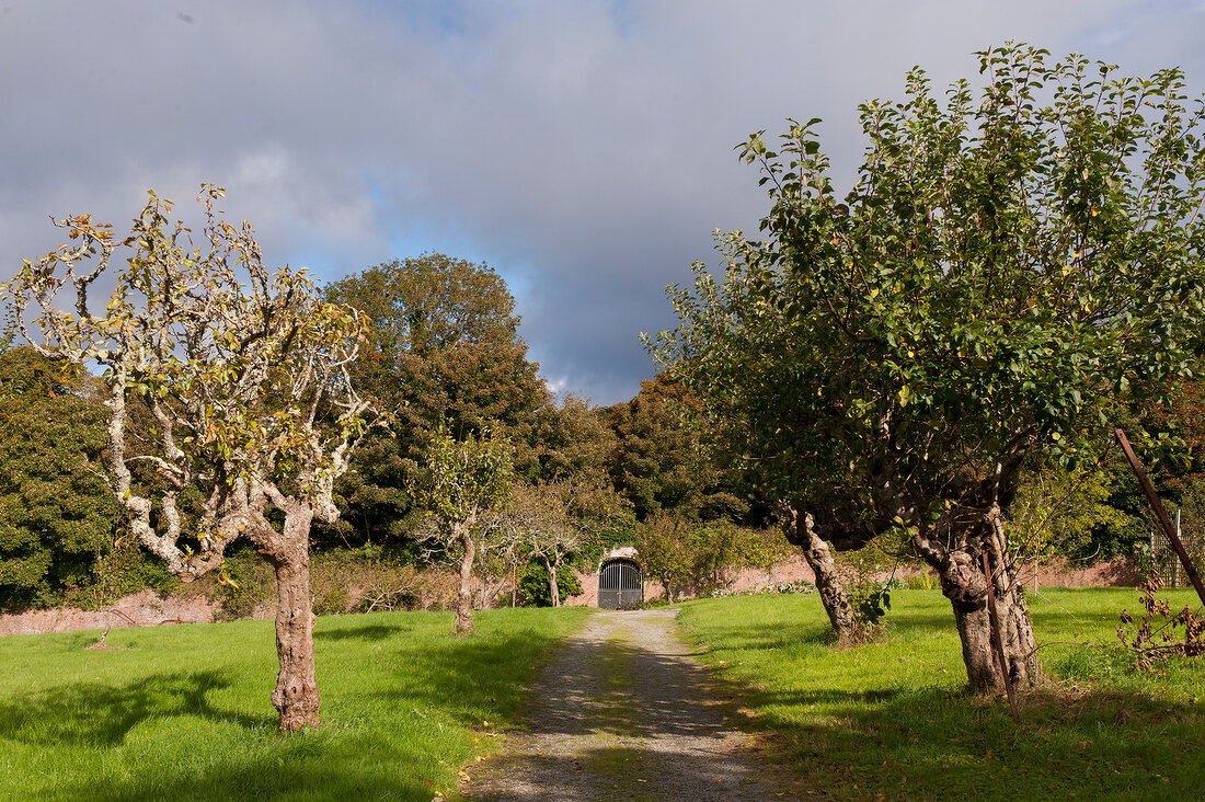 Irland: Bantry House, Nutzgarten, Weg zum Tor, Bäume.