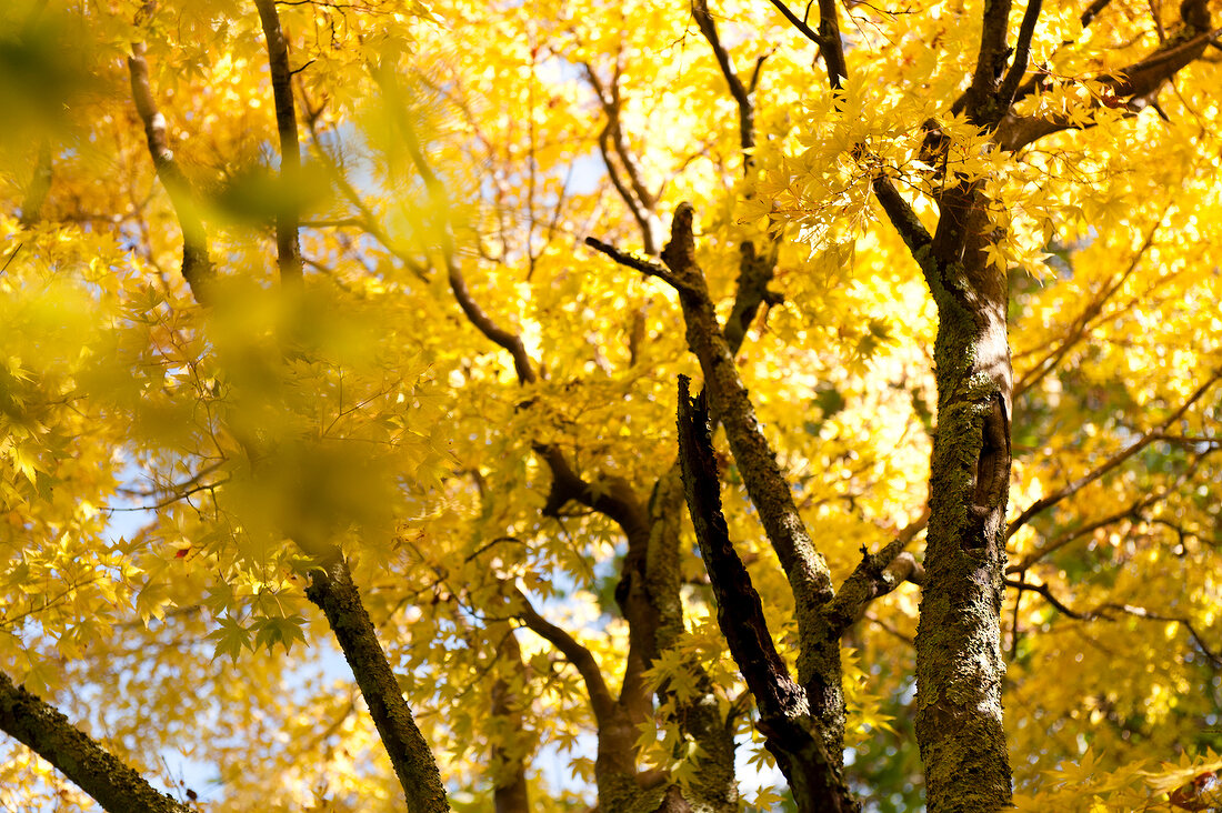 Close-up of yellow deciduous tree