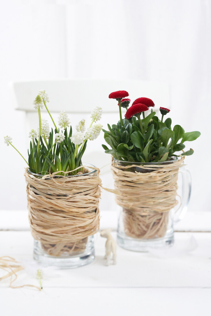 Red and white grape hyacinths in glasses wrapped with straw balings