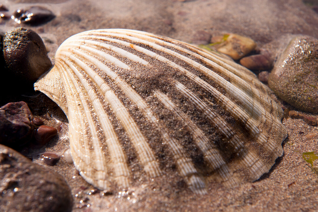 Close-up of shell in sand