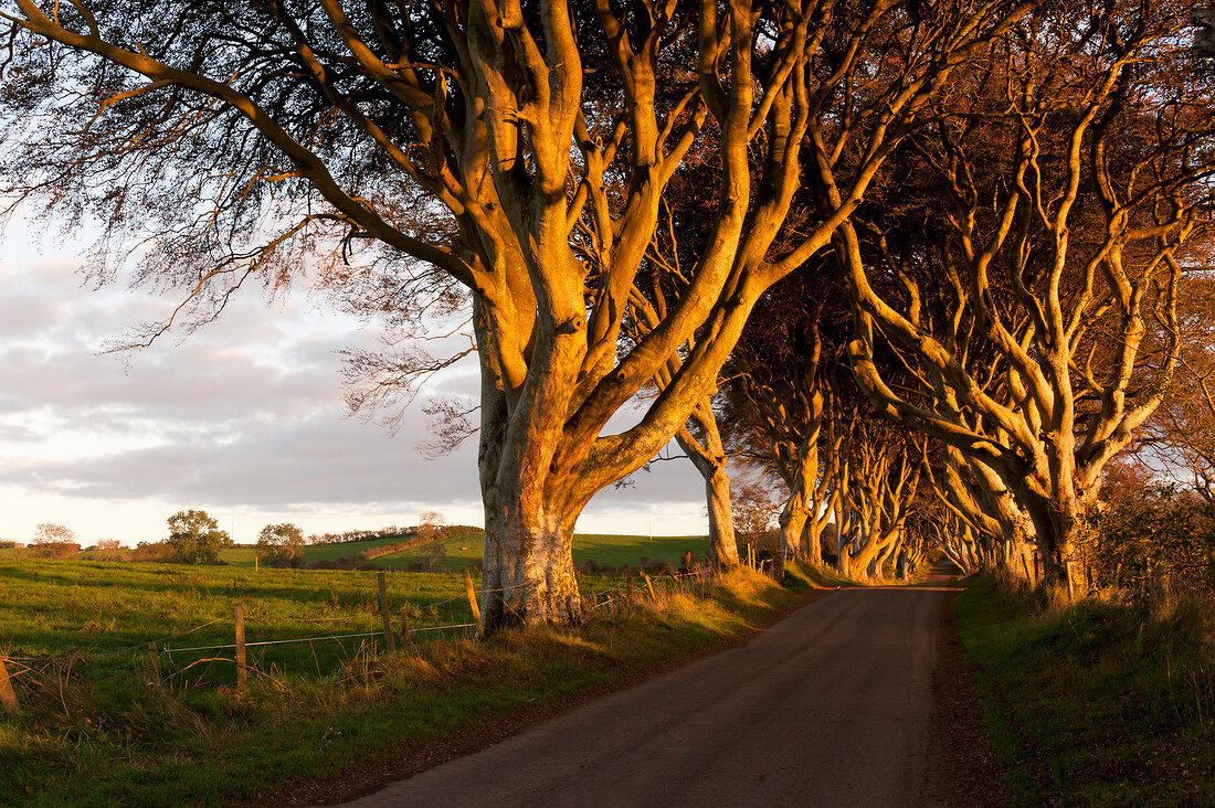 View of Dark Hedges avenue with lined beech trees, Ireland, UK
