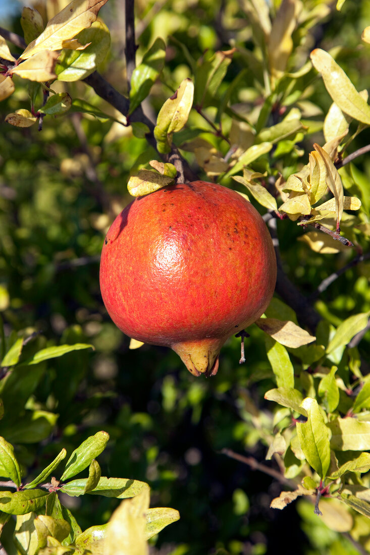 Close-up of pomegranate on tree at Bodrum Peninsula, Turkey