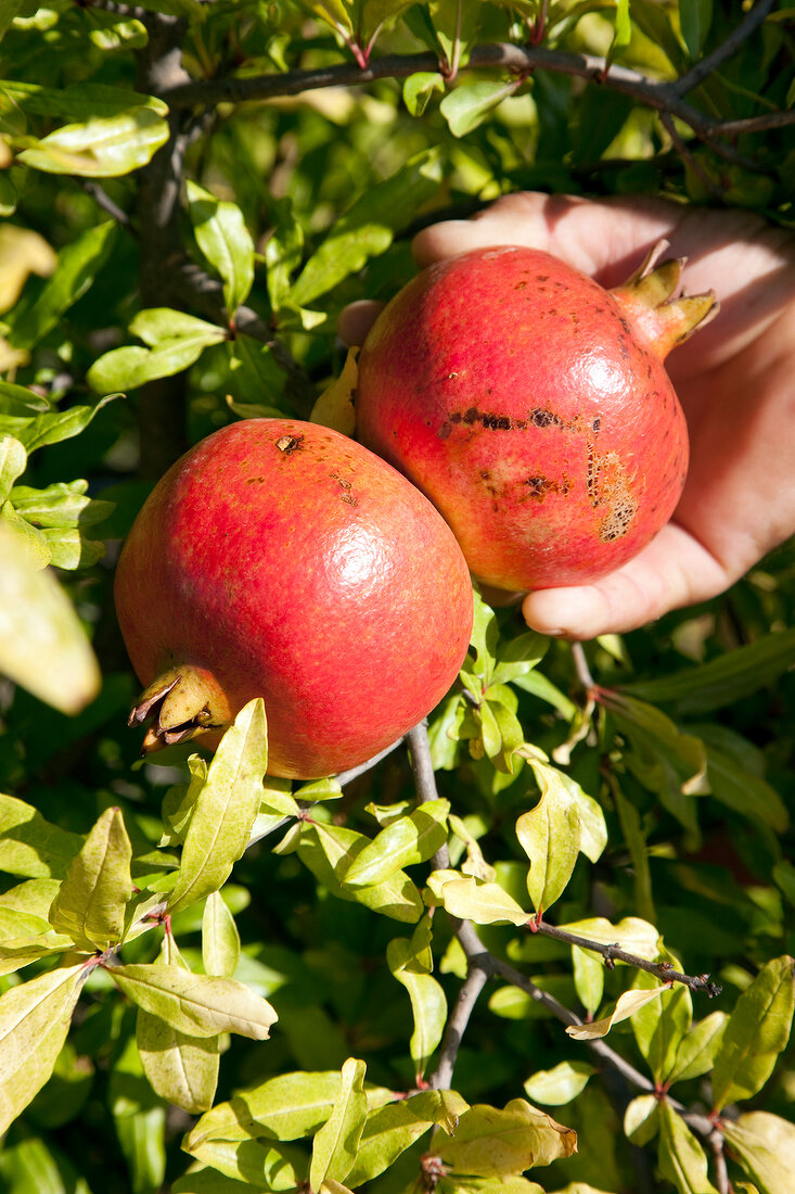 Close-up of pomegranate on tree at Bodrum Peninsula, Turkey