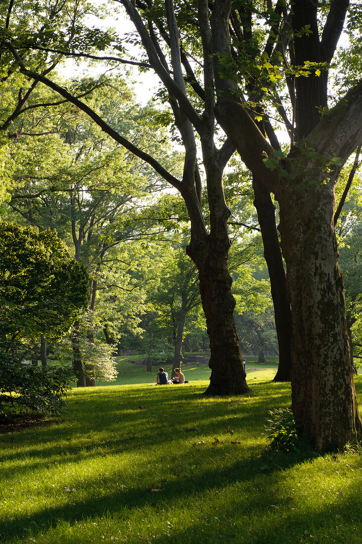 New York: Entspannung, Schatten, Bäume, Central Park, x