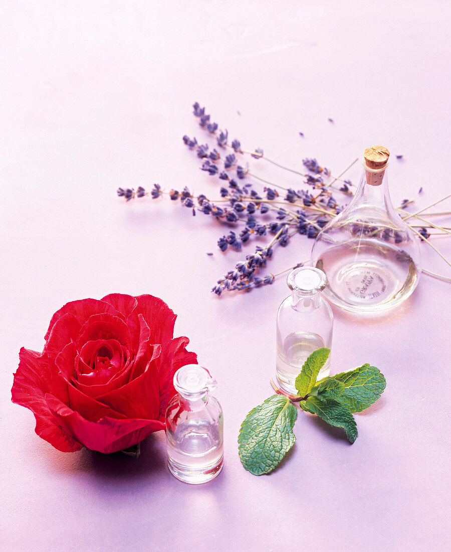 Glass bottle with essential oil, rose, mint and lavender on pink background