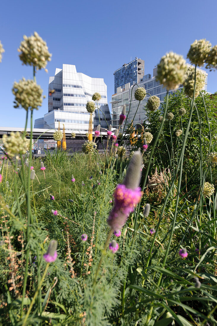 Flowers on High Lane, New York, USA