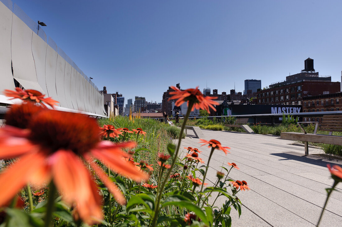 Flowers on the High Line in New York, USA