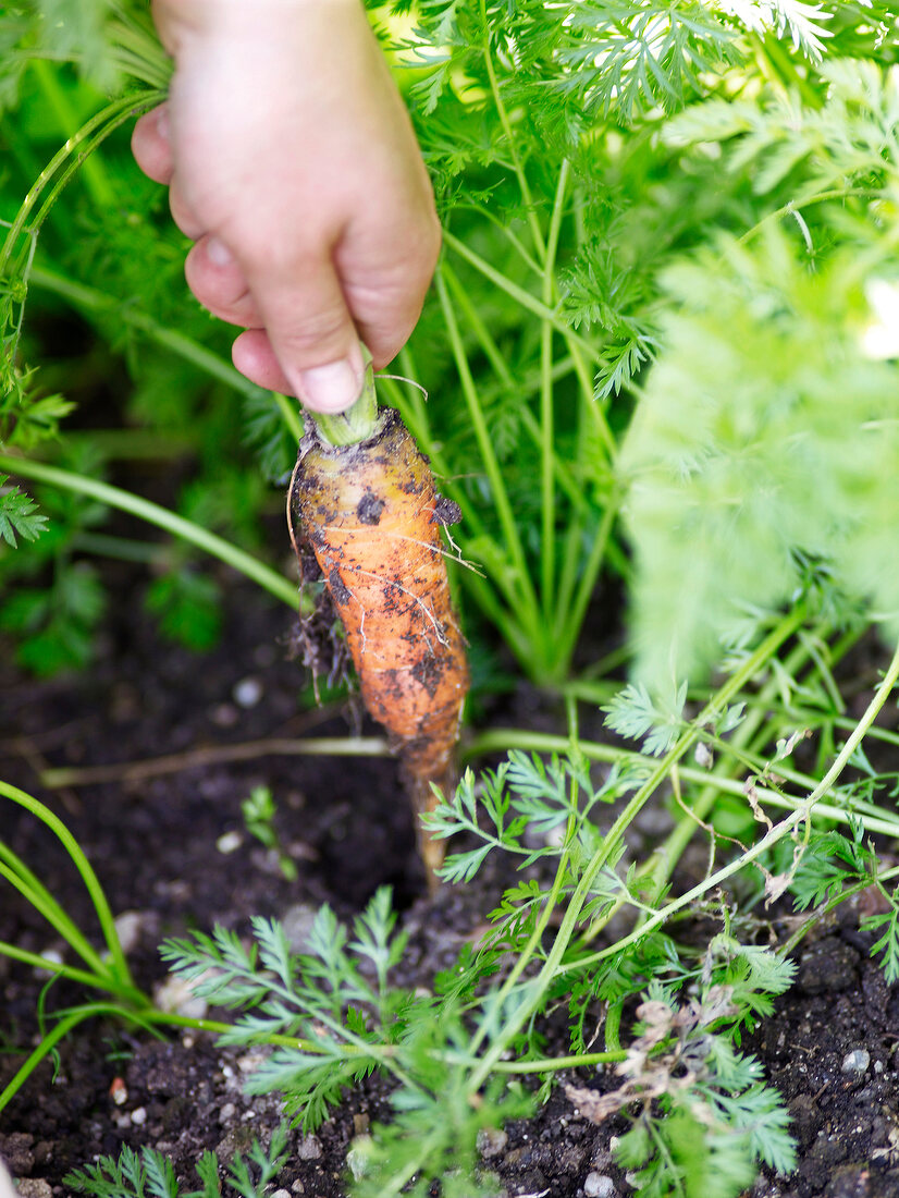 Fresh carrots being pulled from soil