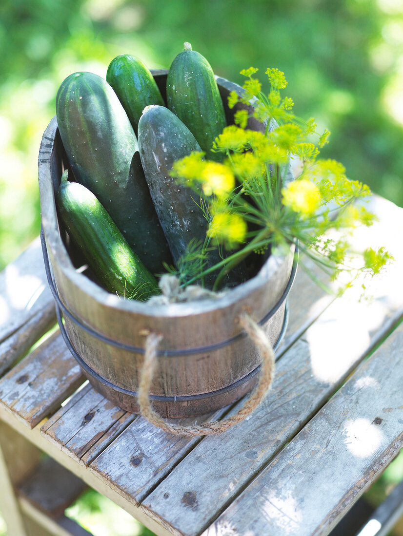 Cucumber and borage in wooden bucket