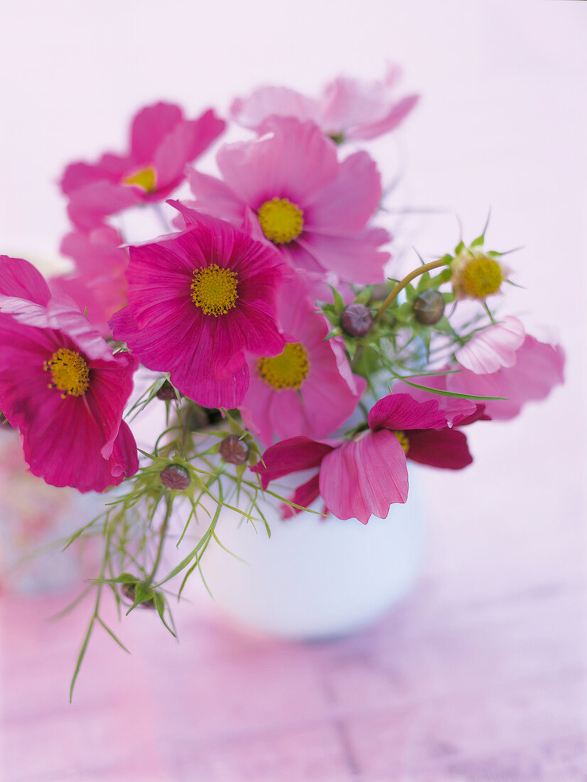 Summer kitchen, cosmea flowers, close up