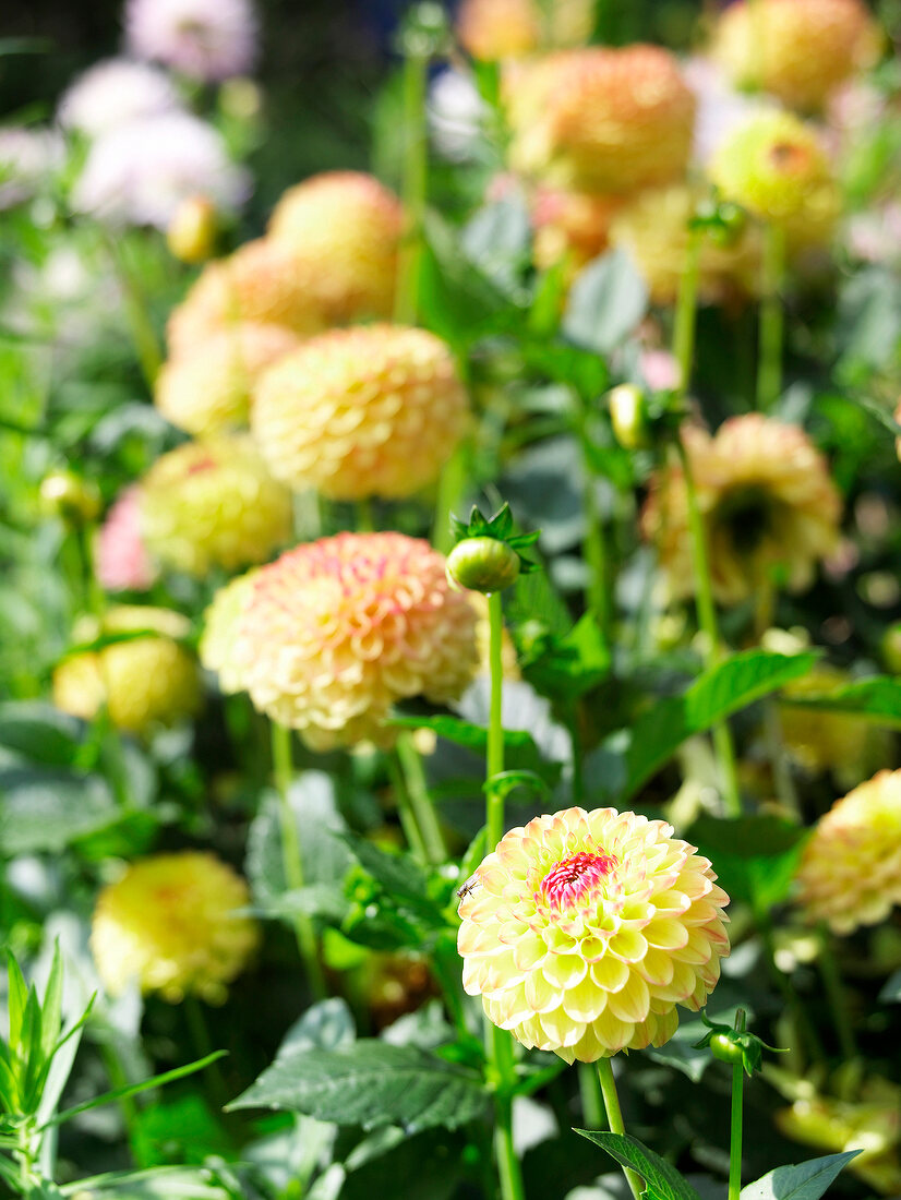 Close-up of yellow pompom dahlias