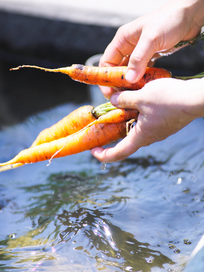 Carrots being washed