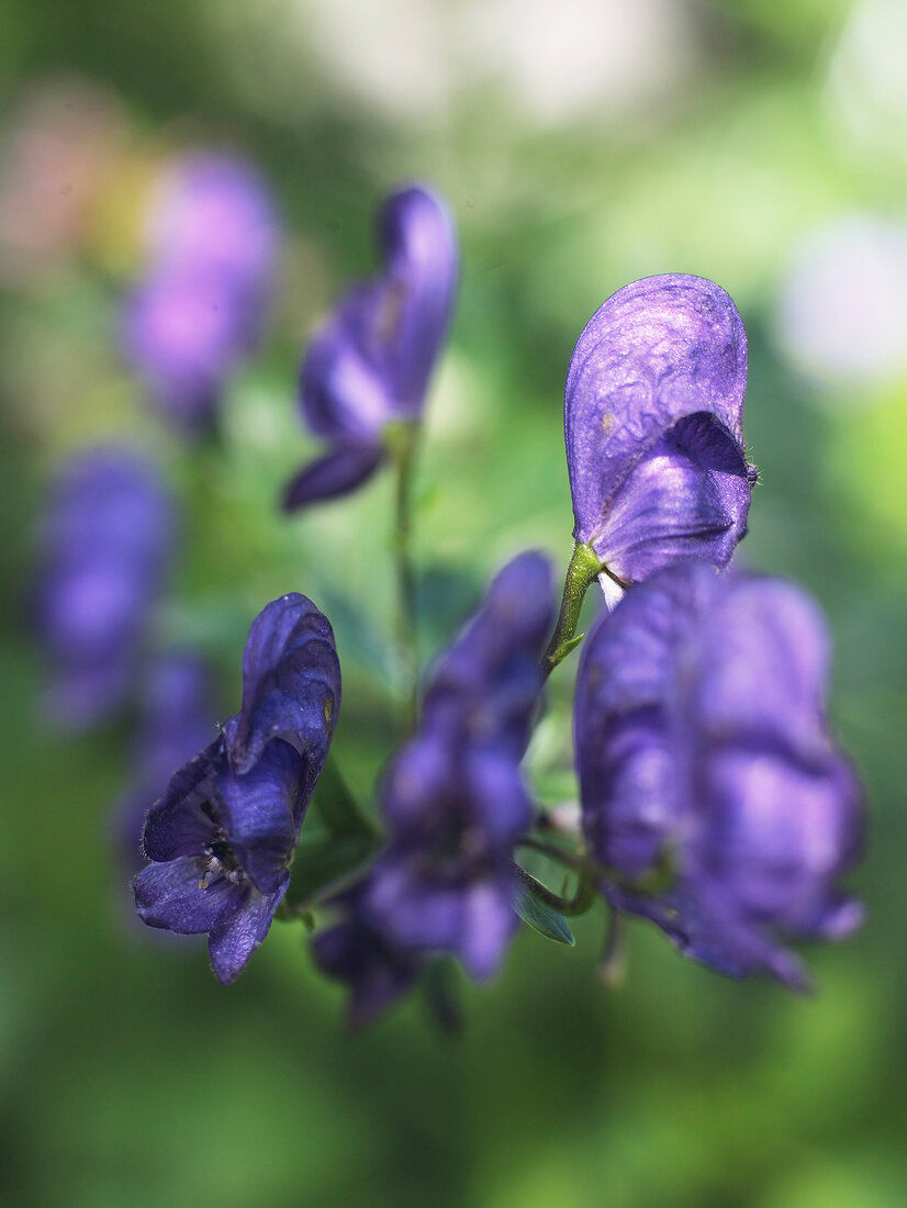 Sommerküche, Eisenhut, Detailaufnahme