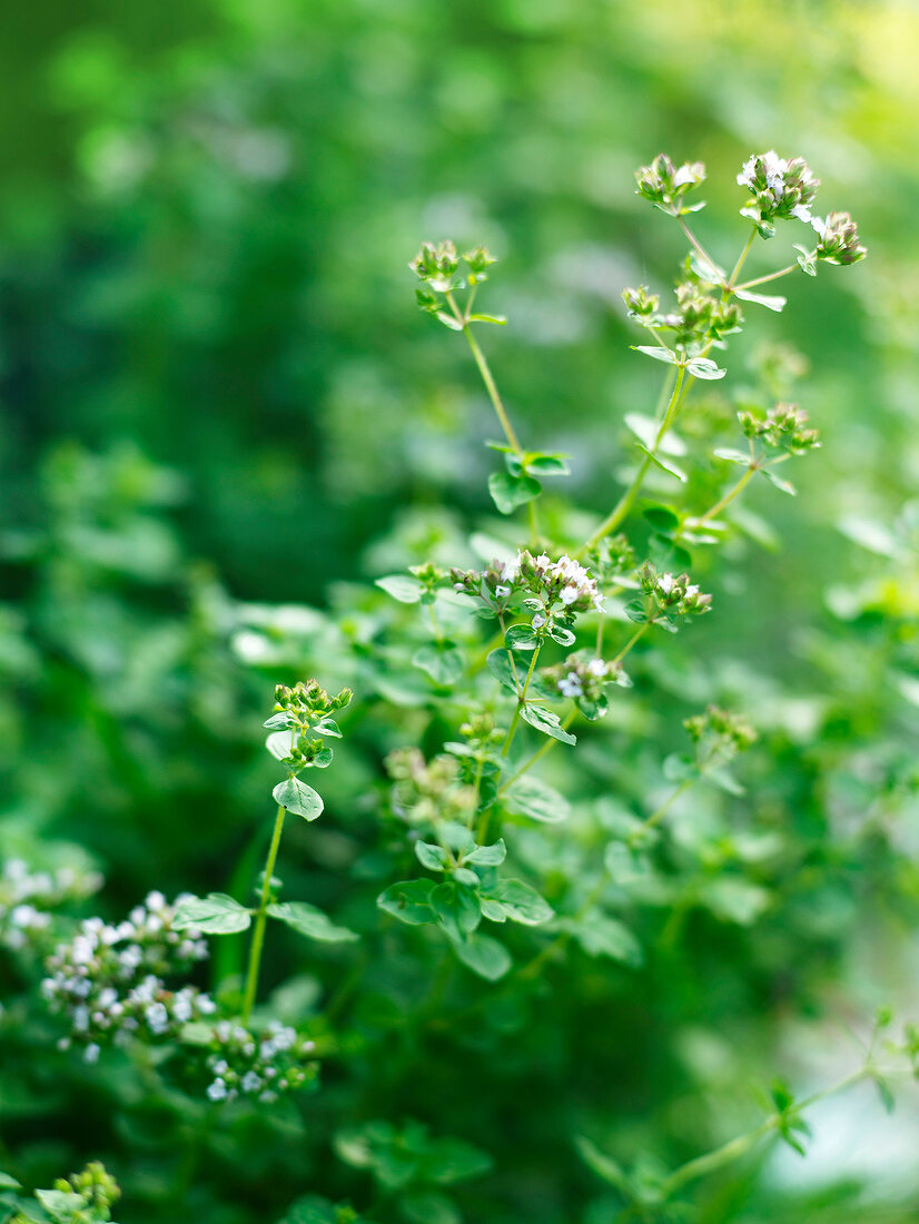 Sommerküche, Oreganoblüten