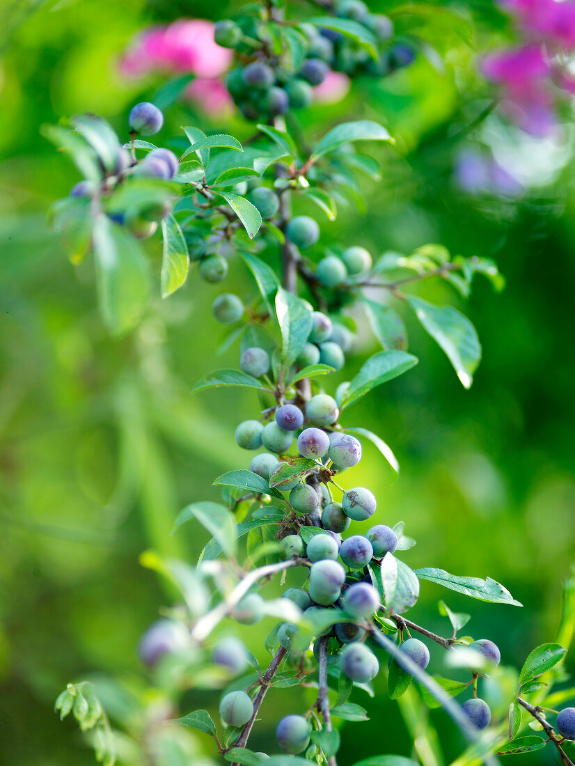 Close-up of branch of blackthorn