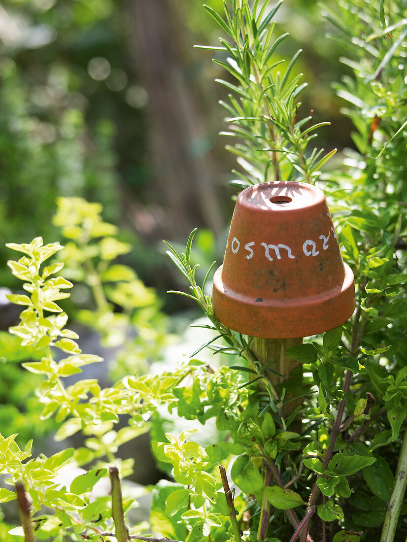 Plant pot on rosemary plant in herb garden 