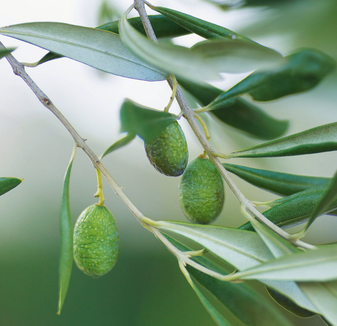 Close-up of immature olives on branch of tree