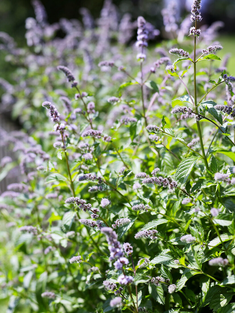 Flowering mint plant