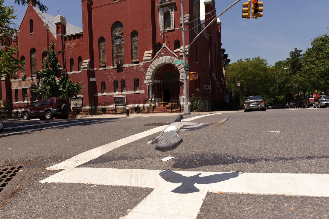 New York: Taube überfliegt Kreuzung