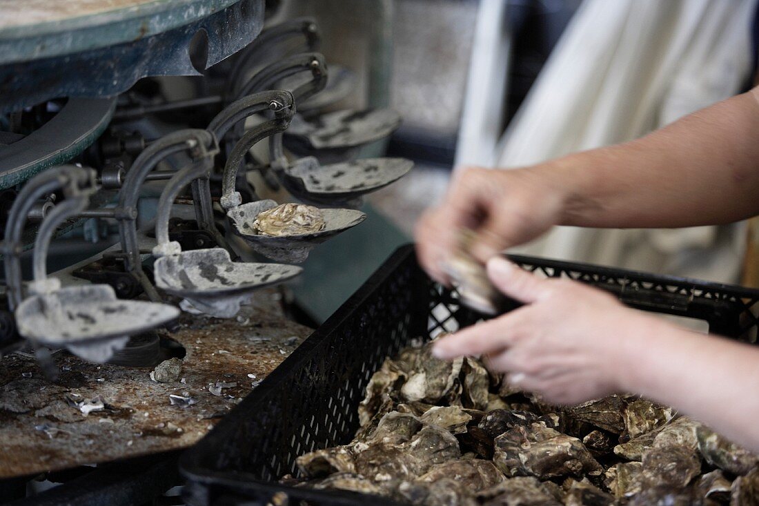 Arbeiter an Kalibrierungsmaschine für Austern (Normandie, Frankreich)