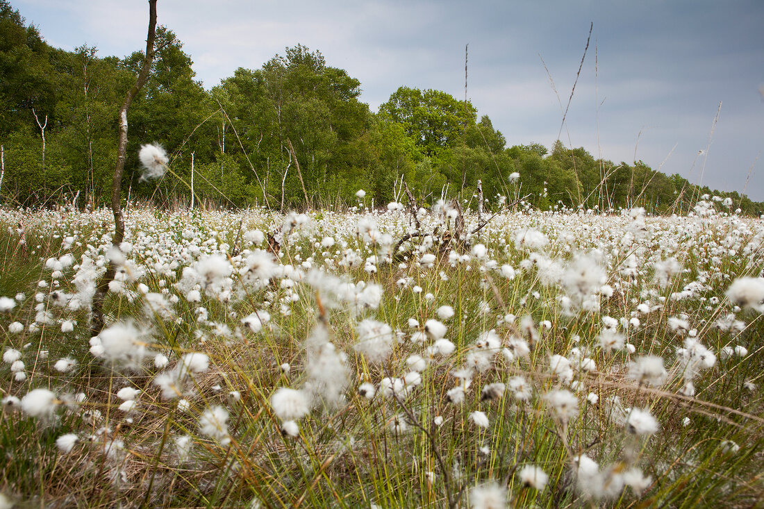 Close-up of cotton grass bloom in Teufelsmoor, Bremen, Germany