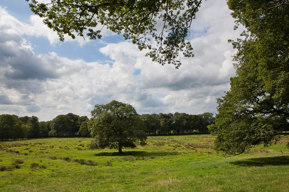 Pasture land and trees in Worpswede, Germany