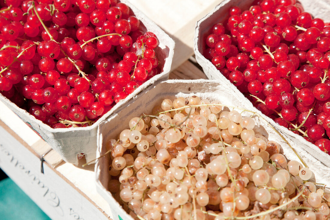 Close-up of fresh currants in boxes