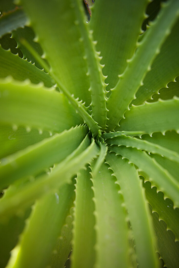Close-up of Succulent aloe plant