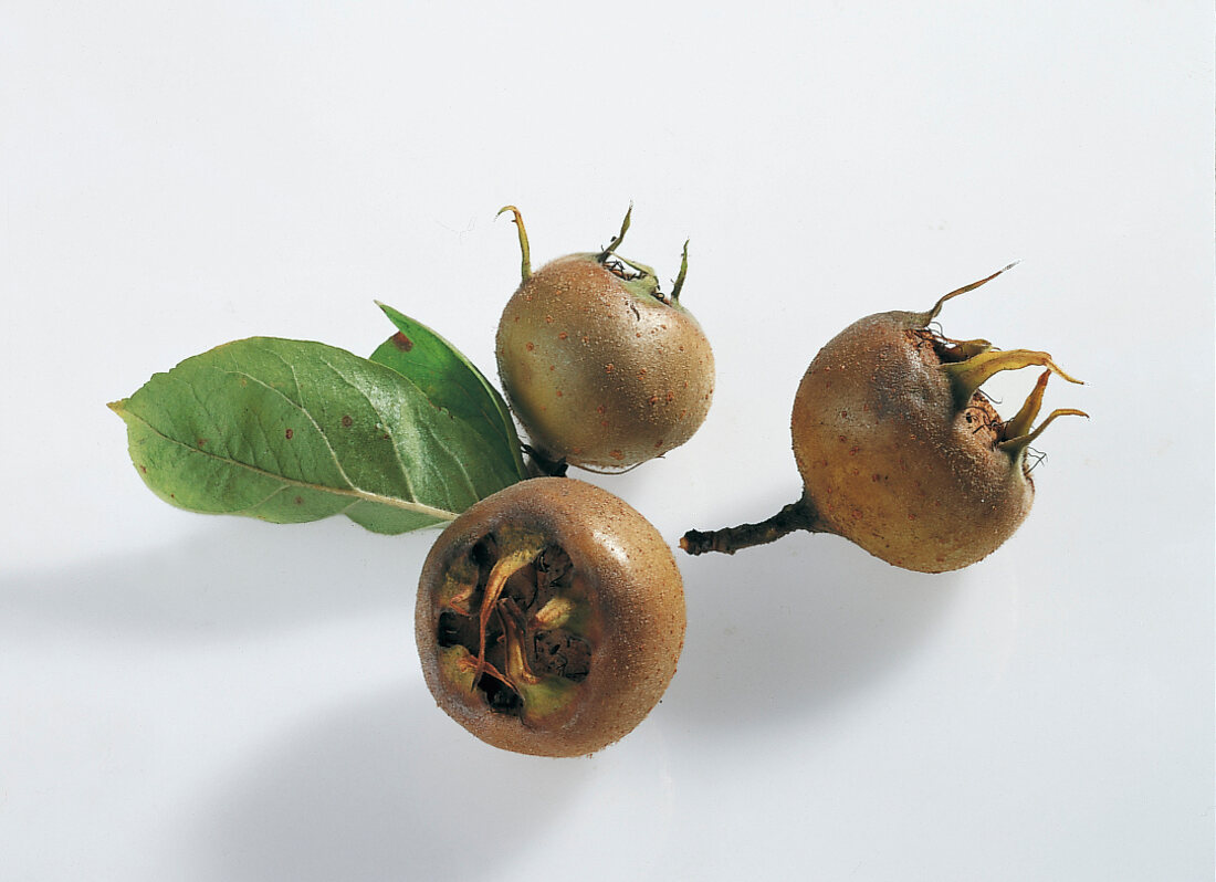 Mespilus germanica on white background