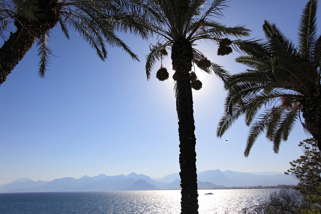 View of mountain range and palm trees in Antalya, Turkey