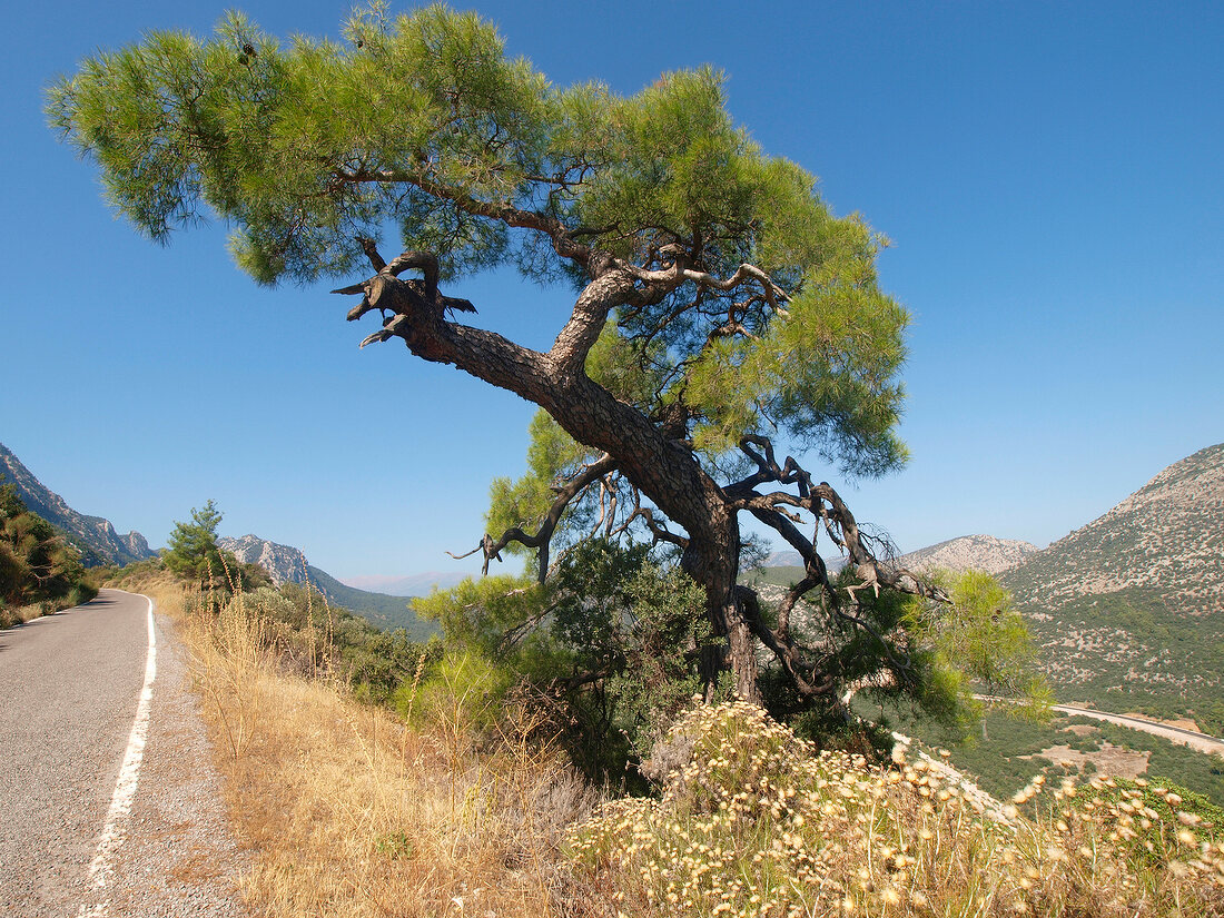 Termessos: Blick auf Berglandschaft, Baum.