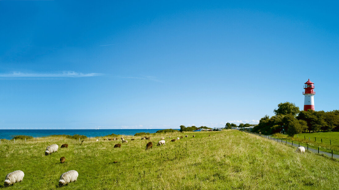 Cattles grazing on field and lighthouse on Baltic Coast, Schleswig-Holstein, Germany